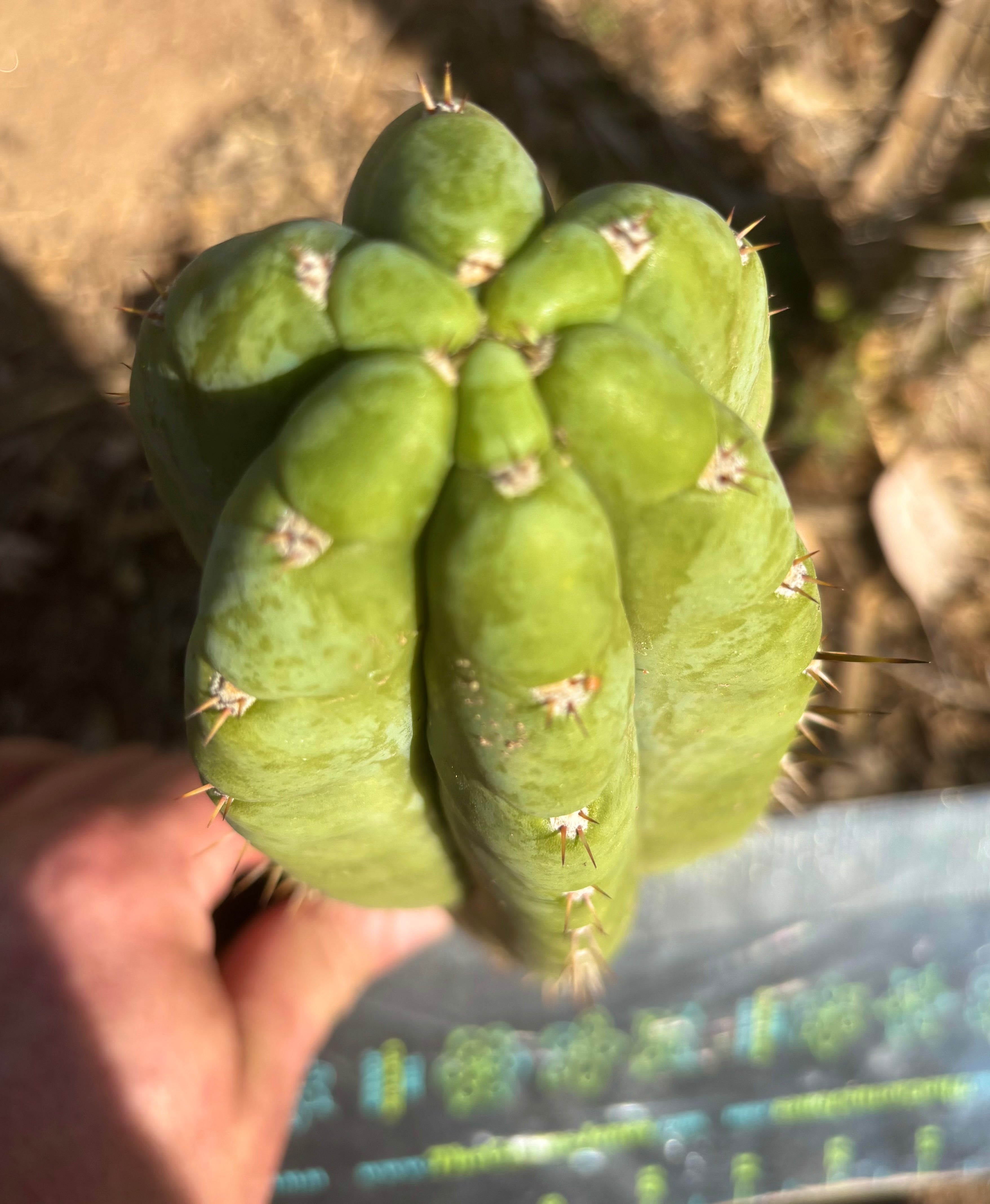 👑💎🌶️ Bob’s Colossus—  Chonky 8.5” Pup