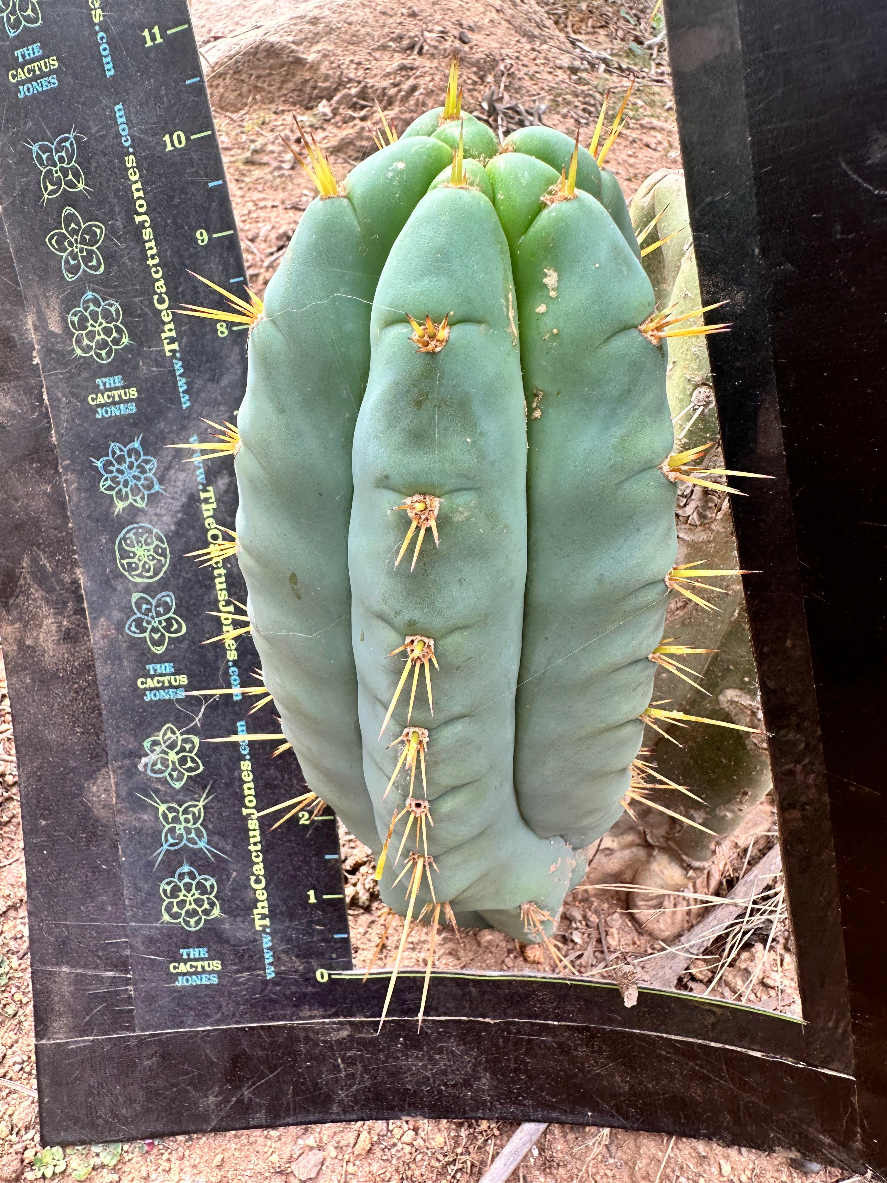 👑 Lotusland Huanu — FAT Blue 10” Pup