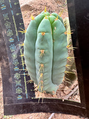 👑 Lotusland Huanu — FAT Blue 10” Pup