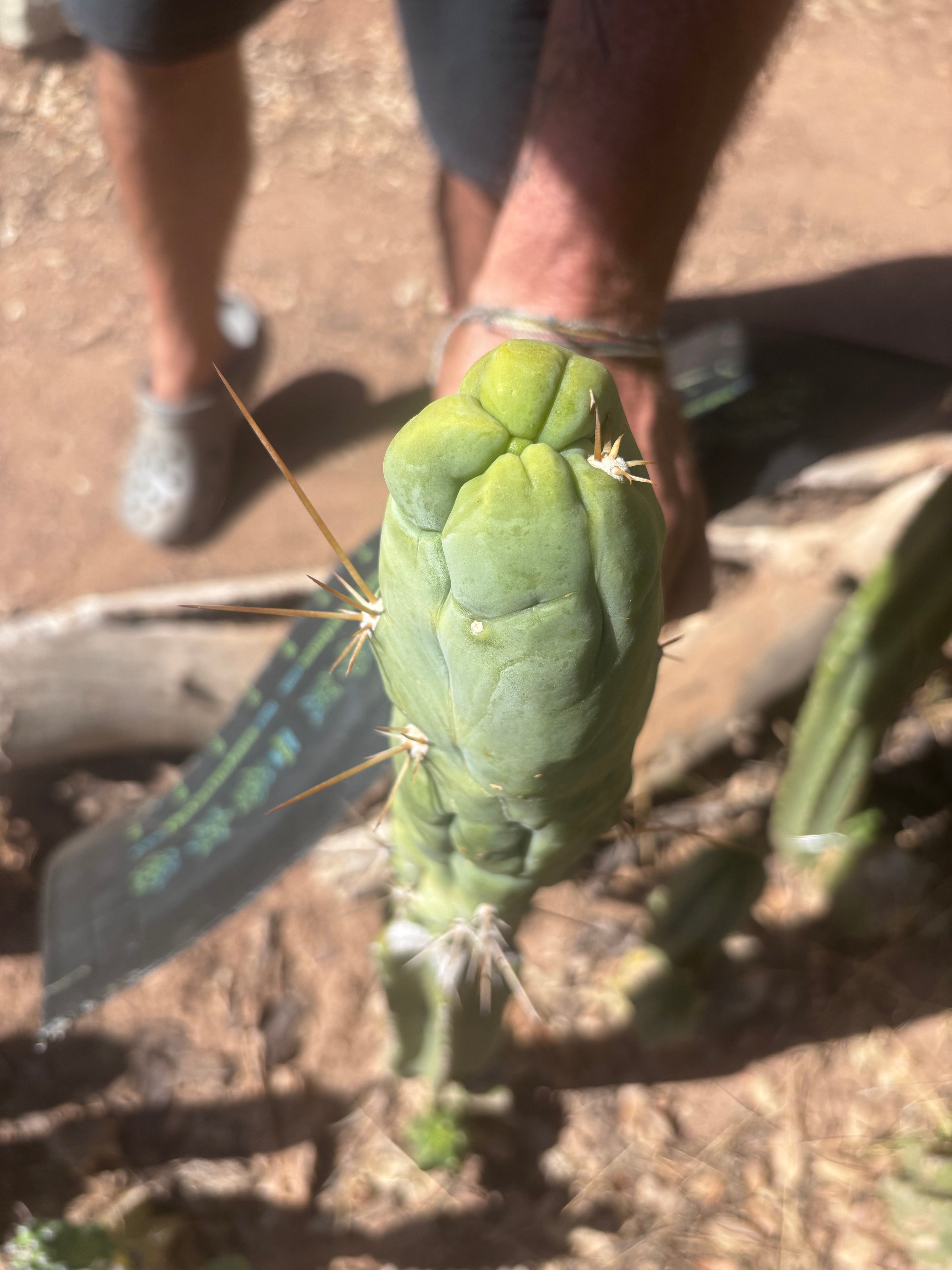 💎👑 Bruce’s Dragon — Chonky 8” Tip