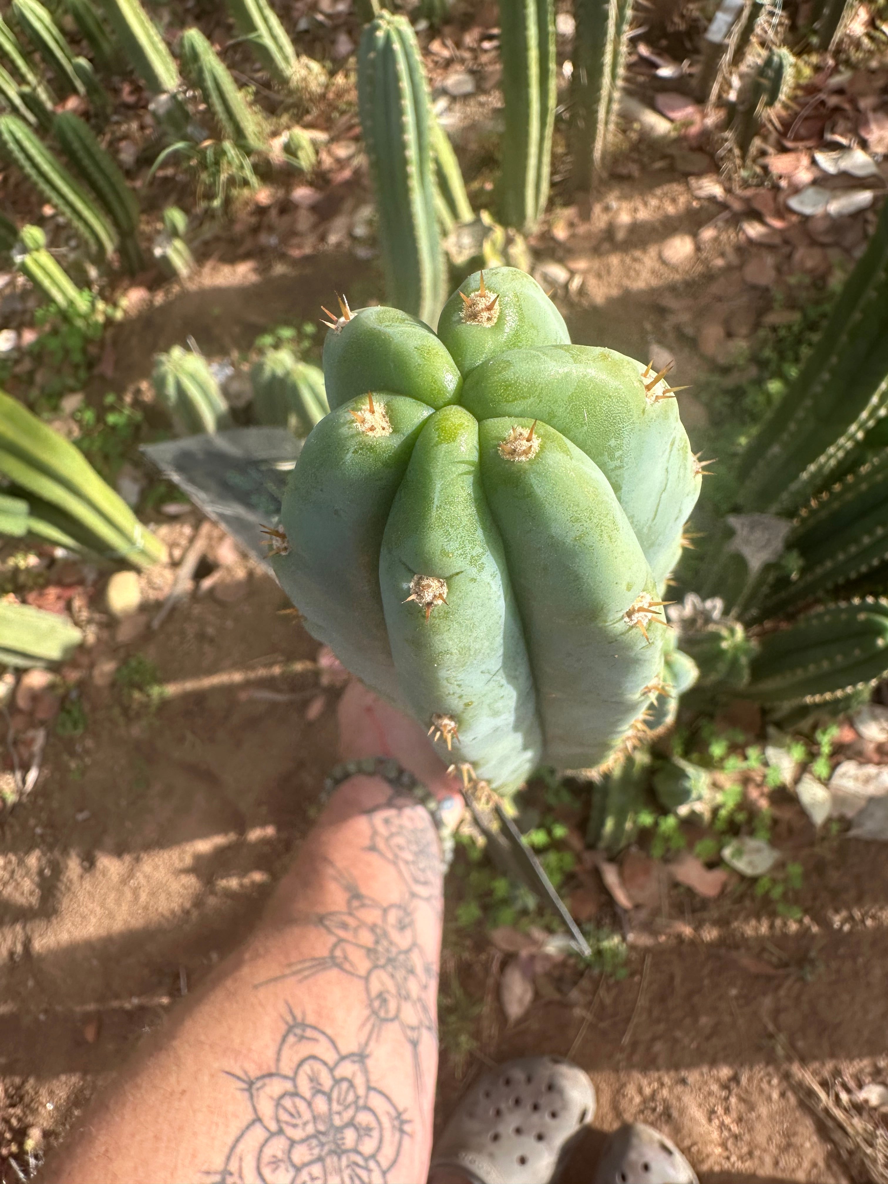 🌶️ Scop x Psycho0’  — XL 14” Tip