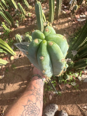 🌶️ Scop x Psycho0’  — XL 14” Tip