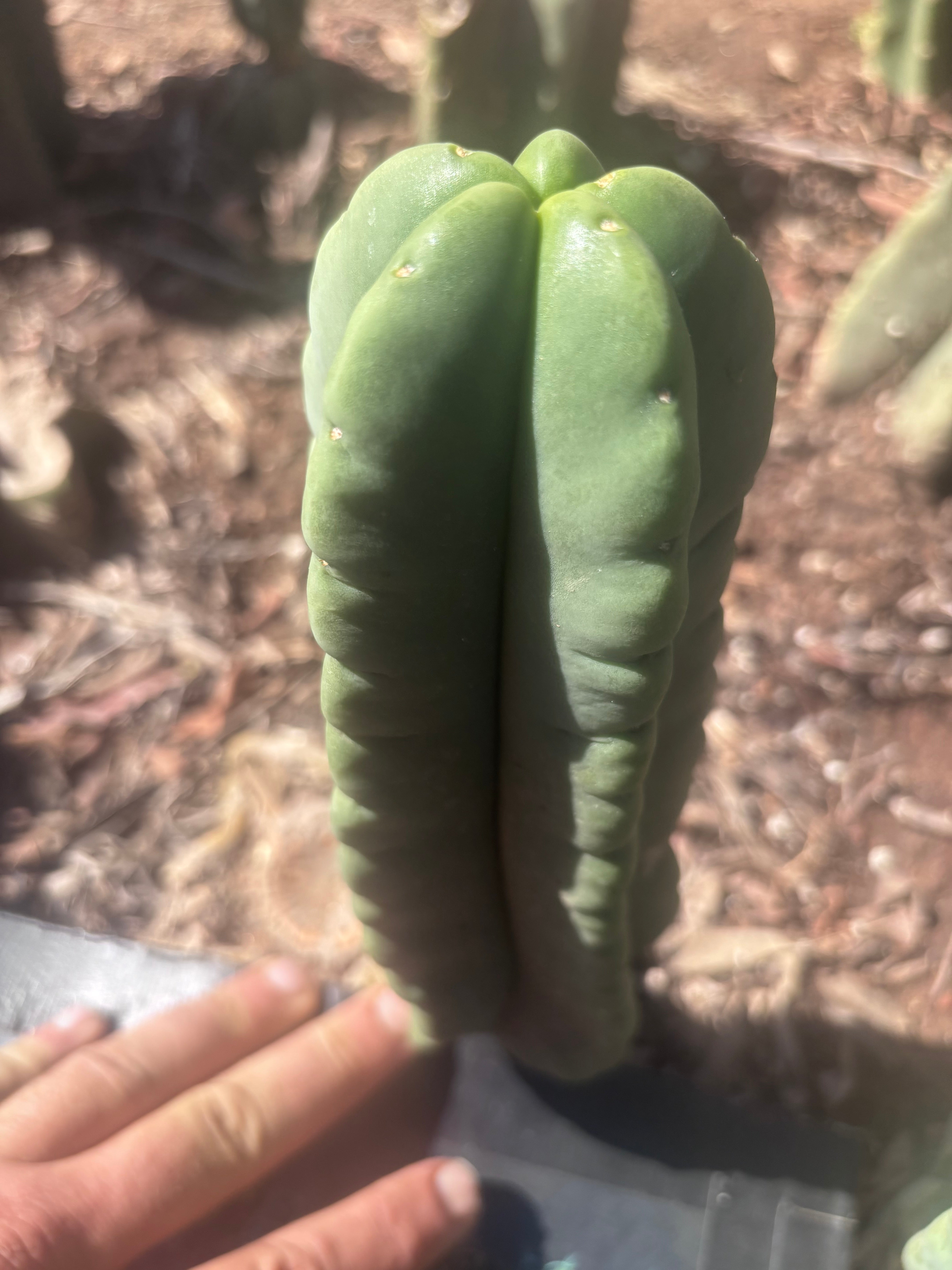 💎👑💎🌶️ Ferah — 8” Pup