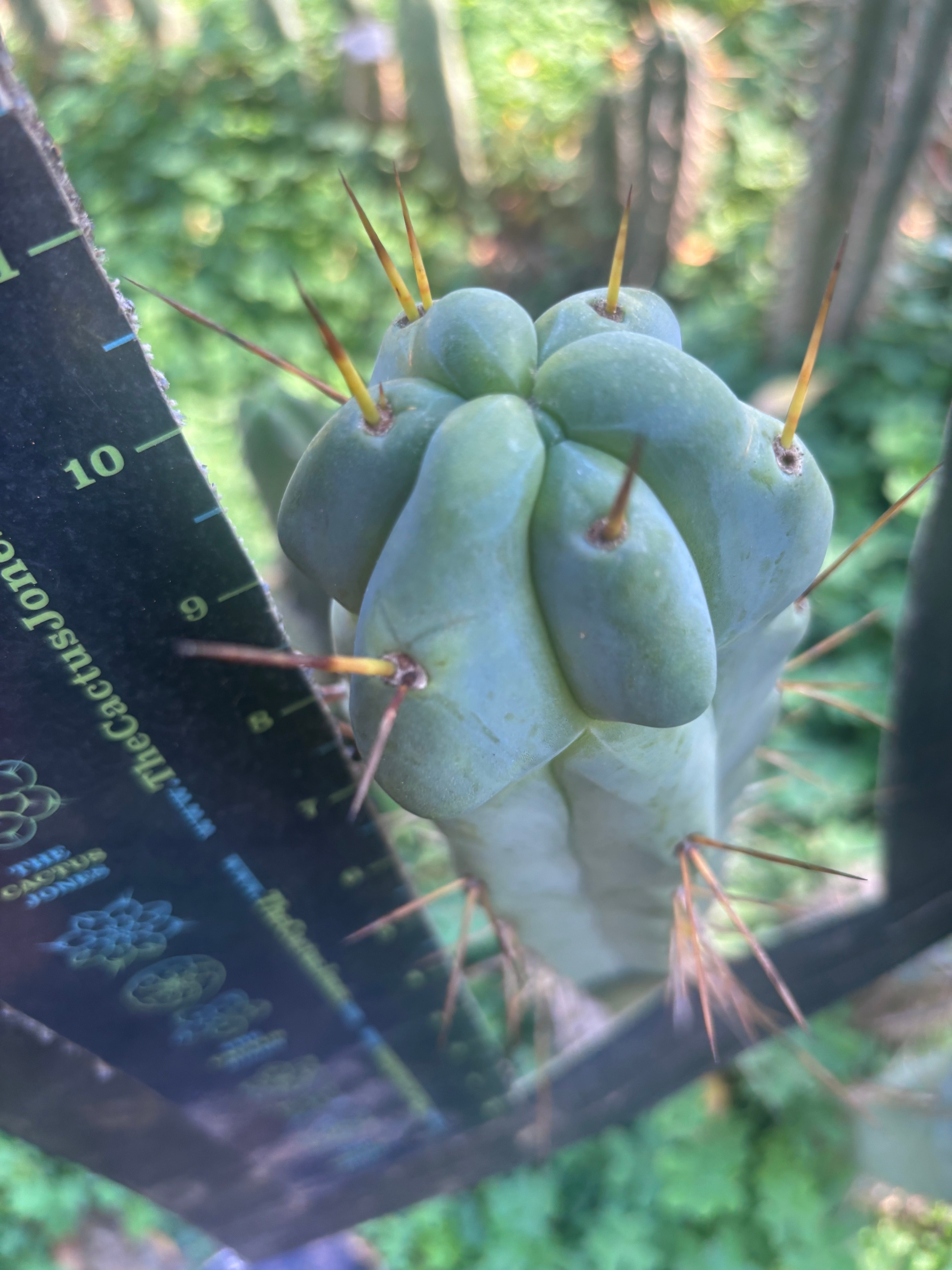 💎🌶️ Sina x SS02  — Thick Melty 10” Tip