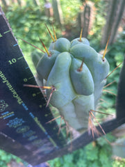 💎🌶️ Sina x SS02  — Thick Melty 10” Tip