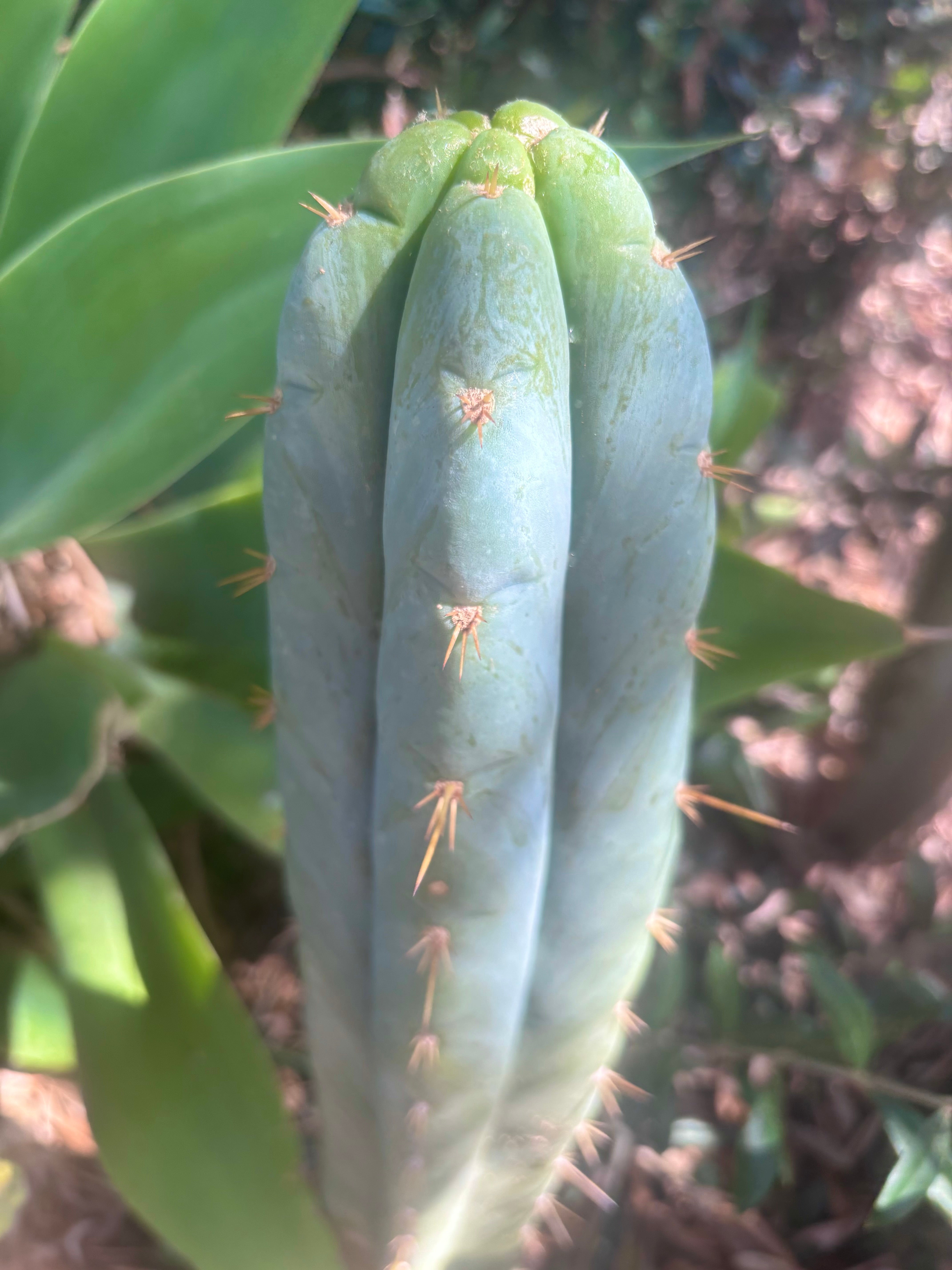 👑 Lotusland Huanu —  Frosty 12” Tip