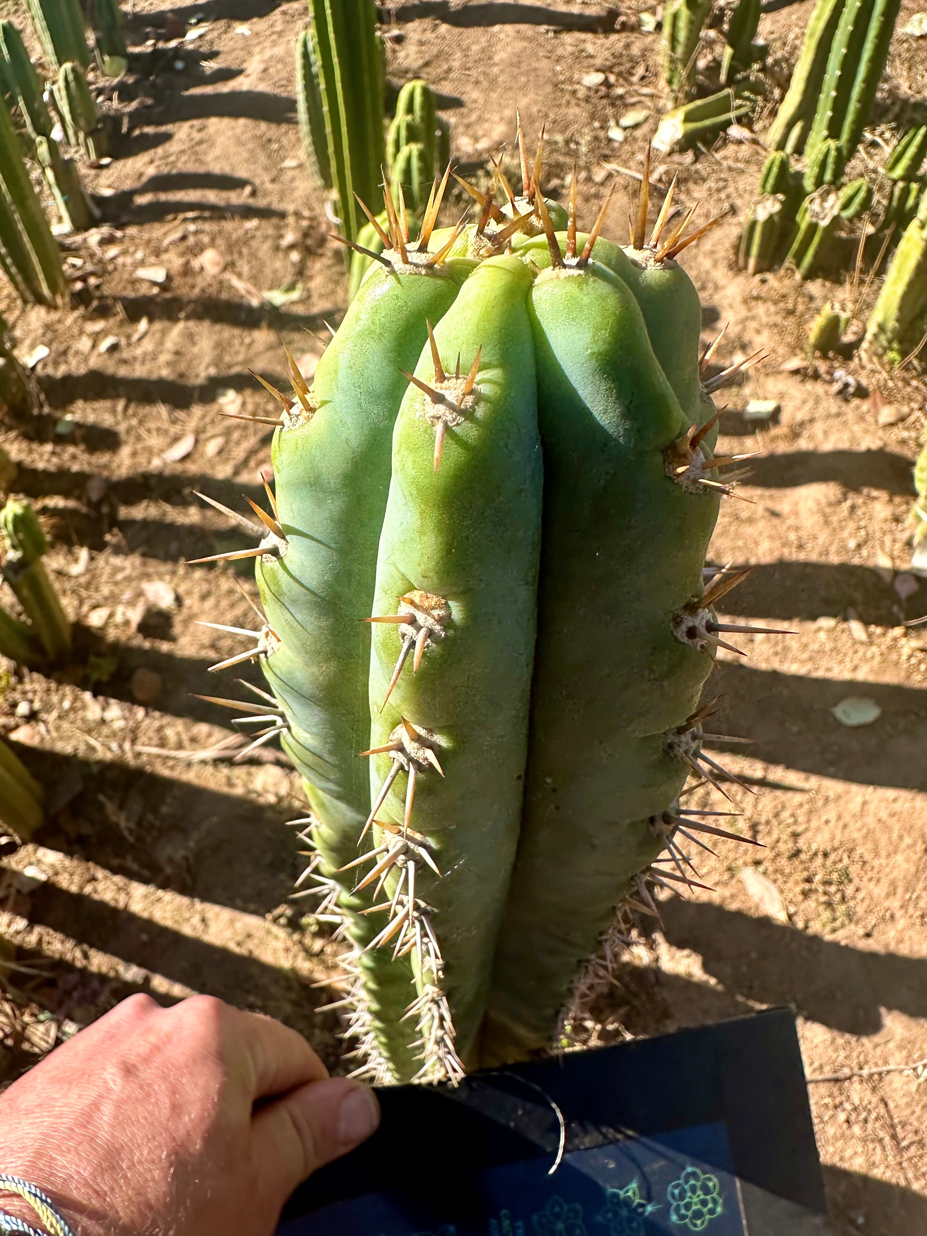 👑 Knuthianus — Chonky 10” Tip