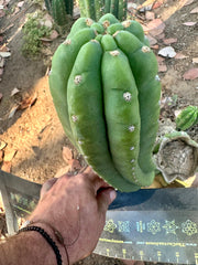 👑🌶️ The Field’s Pachanoi — 11” Pup