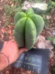 💎👑🌶️ Ferah — Plump 10” Pup
