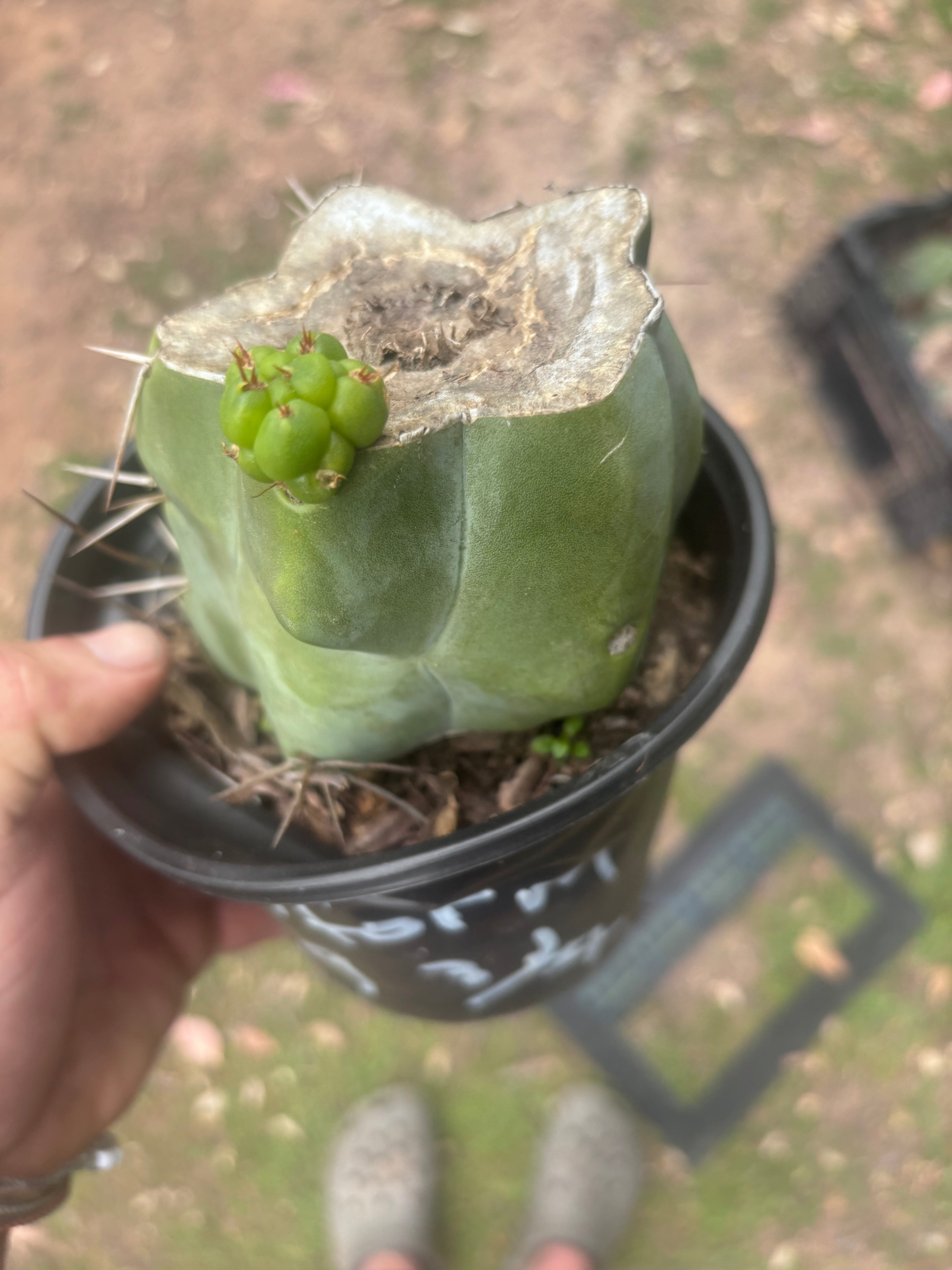 💎💎👑🌶️ Platform 9 3/4  — Rooted and Pupping Mid Chonk