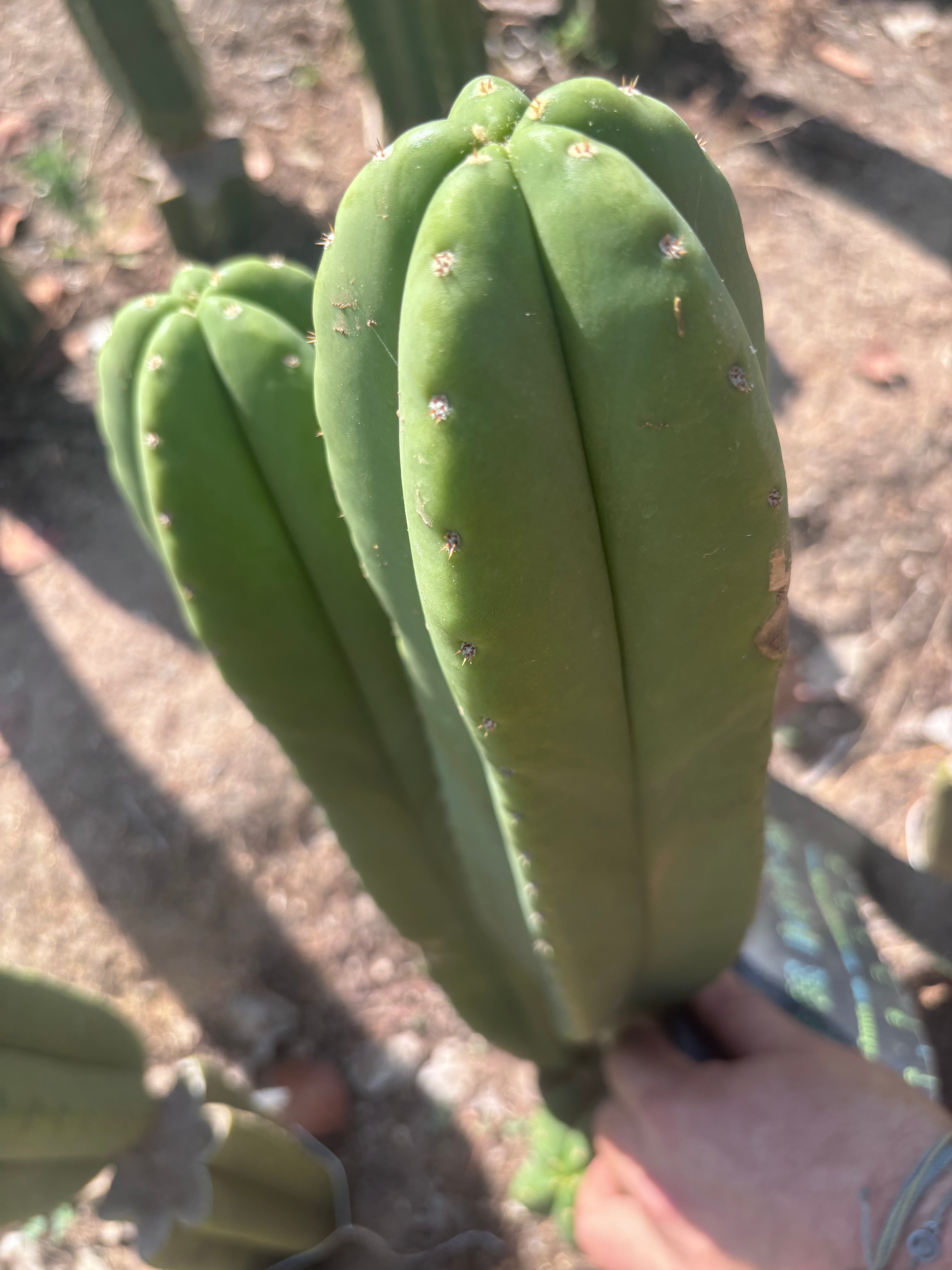 Heynes x Super Pedro — Chonky 13” Pup