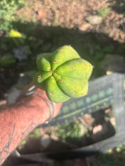 👑🌶️🌶️ Ogun — 11” Tip