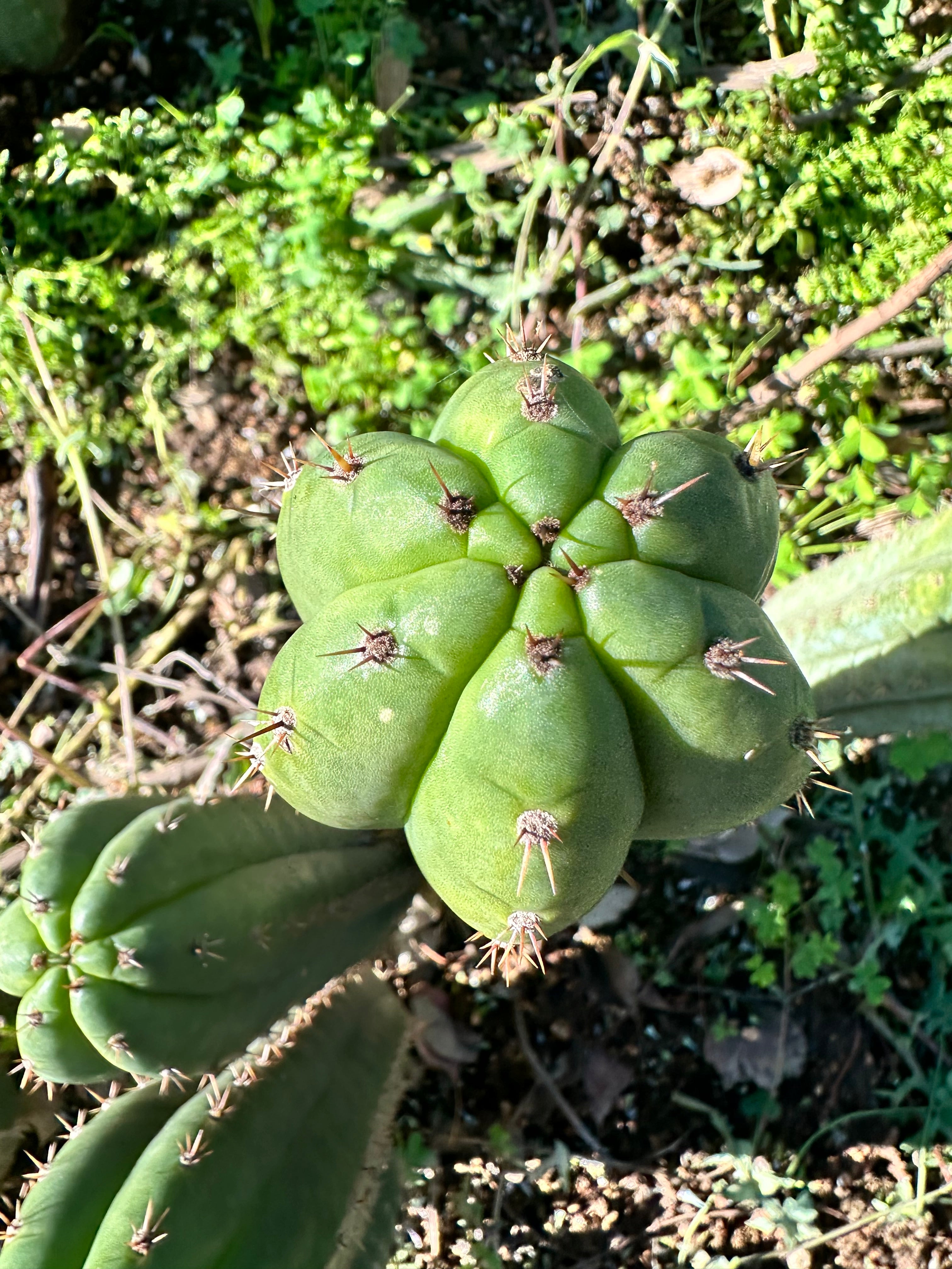 *👑🌶️ Torres & Torres — 12” Tips (Restocked — 4)