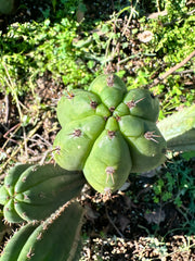 *👑🌶️ Torres & Torres — 12” Tips (Restocked — 4)