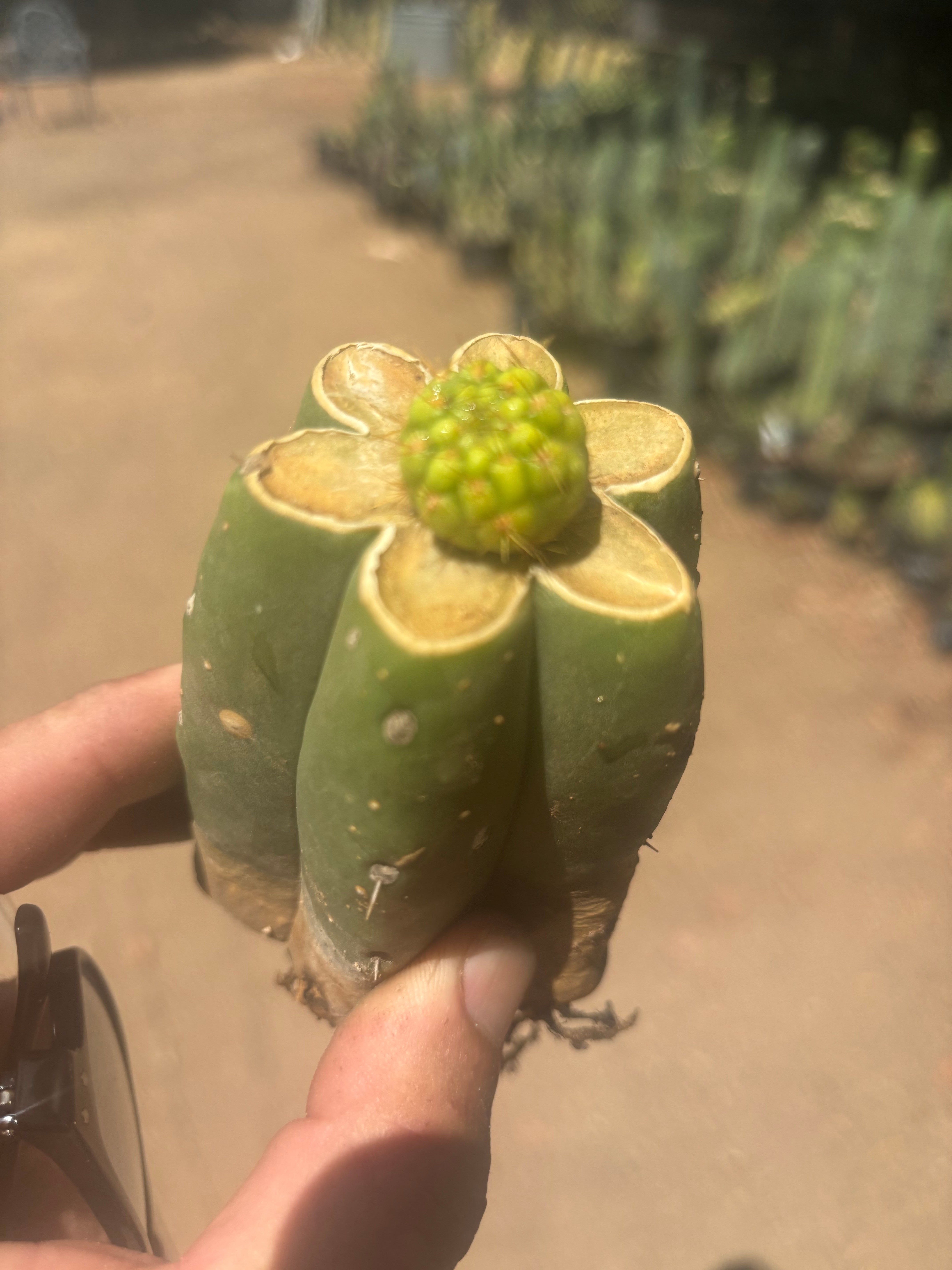 👑 Hulk’s Balls — Graft On Pierre