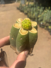 👑 Hulk’s Balls — Graft On Pierre