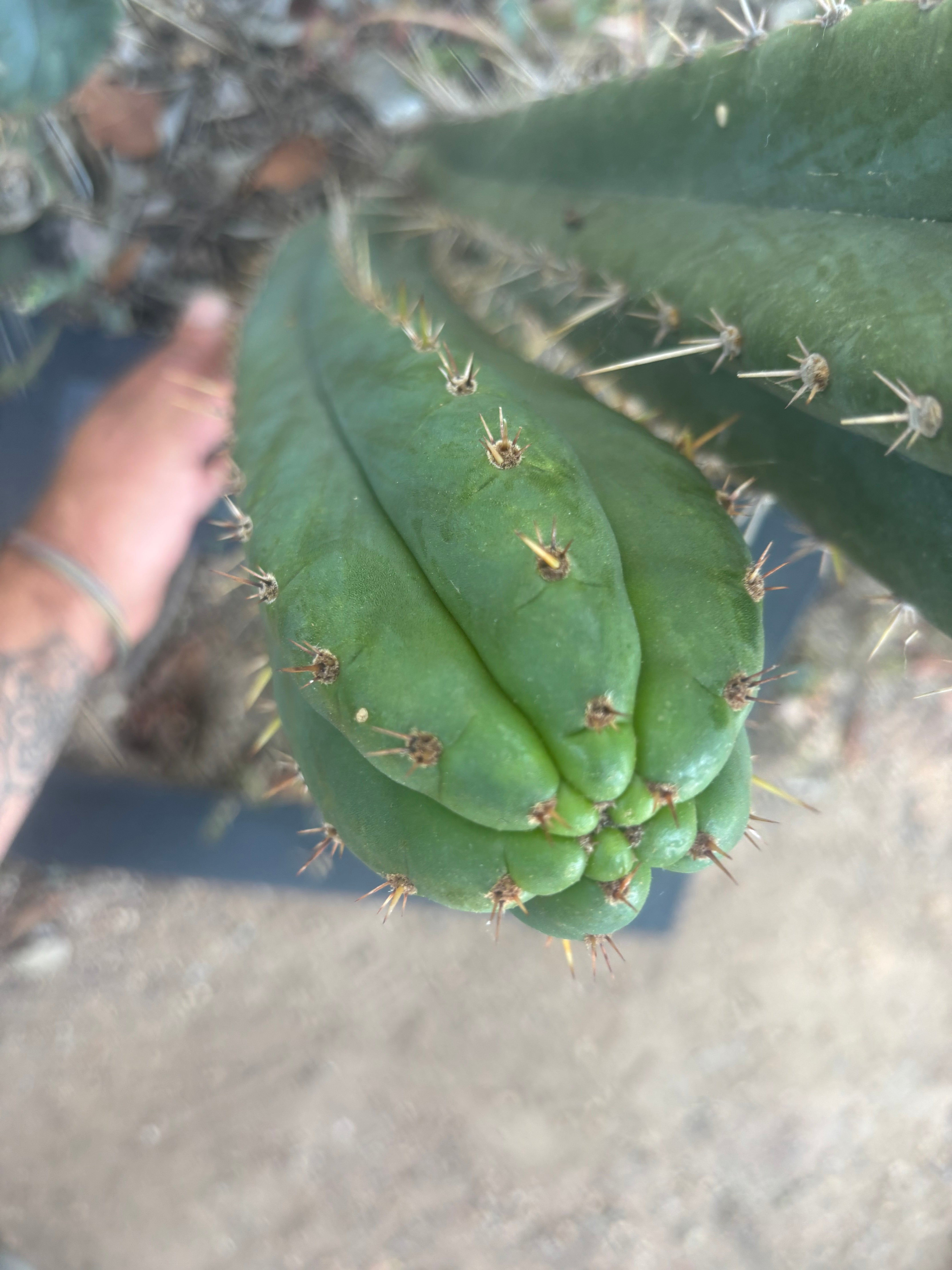 💎👑🌶️ Kimnach — XL 16” Pup