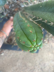 💎👑🌶️ Kimnach — XL 16” Pup