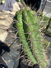 🌶️ SS02 x Kimura’s Spiny Giant   — XL 14” Pup