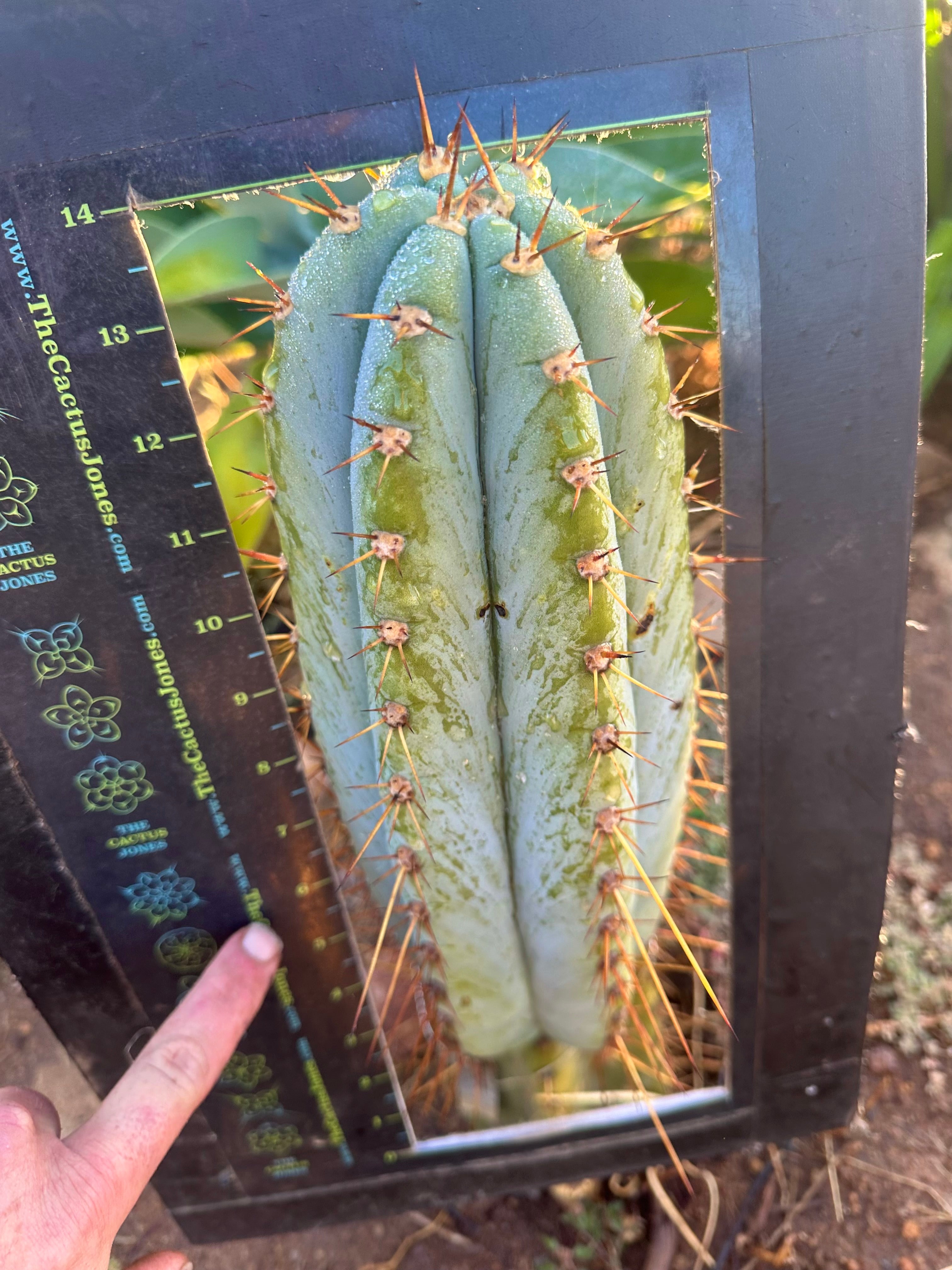 💎👑🌶️ CGG — XL 14” Bomb Pup
