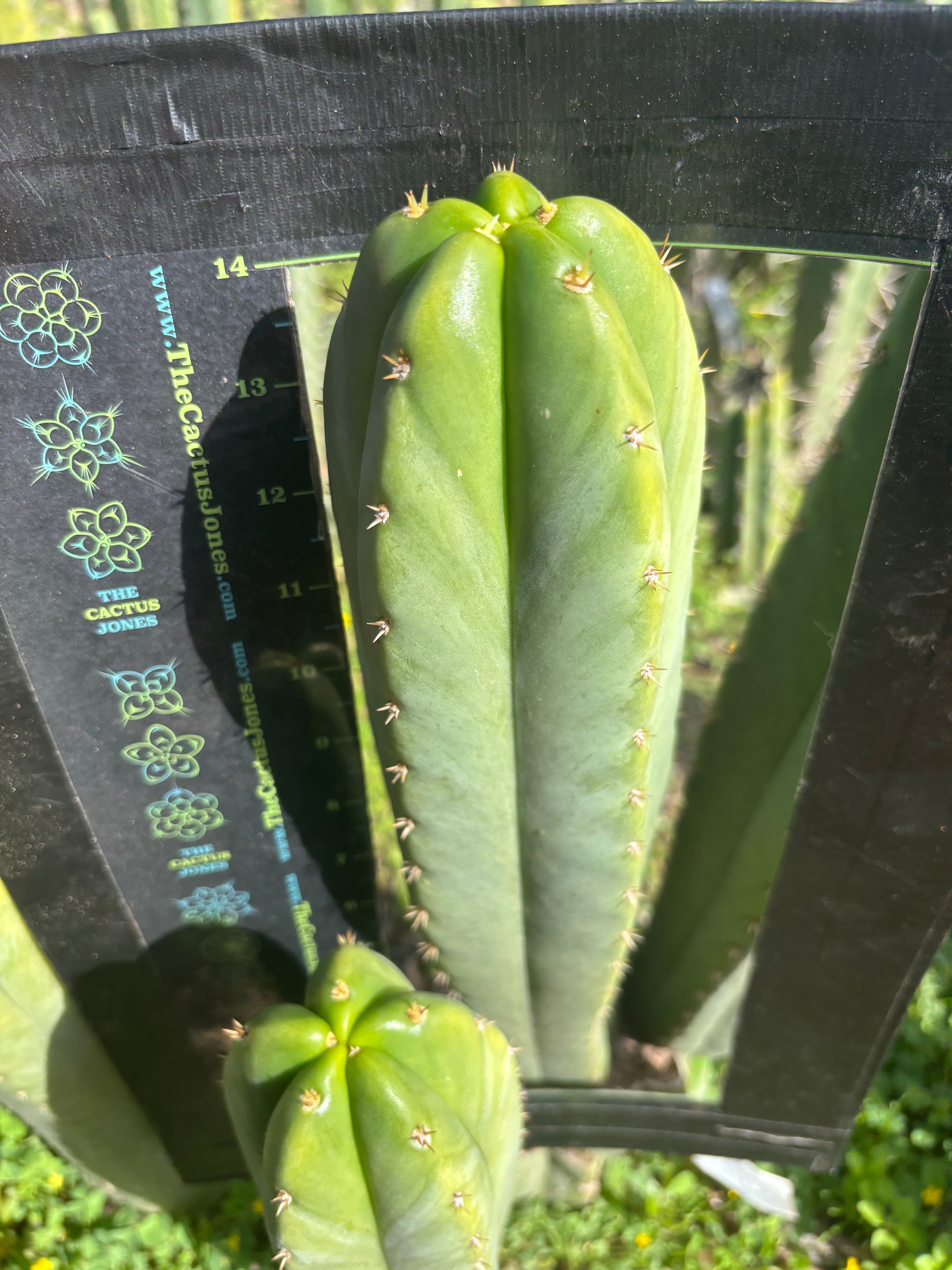 💎🌶️ Scop x KGC — XXL 16” Pup