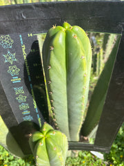 💎🌶️ Scop x KGC — XXL 16” Pup