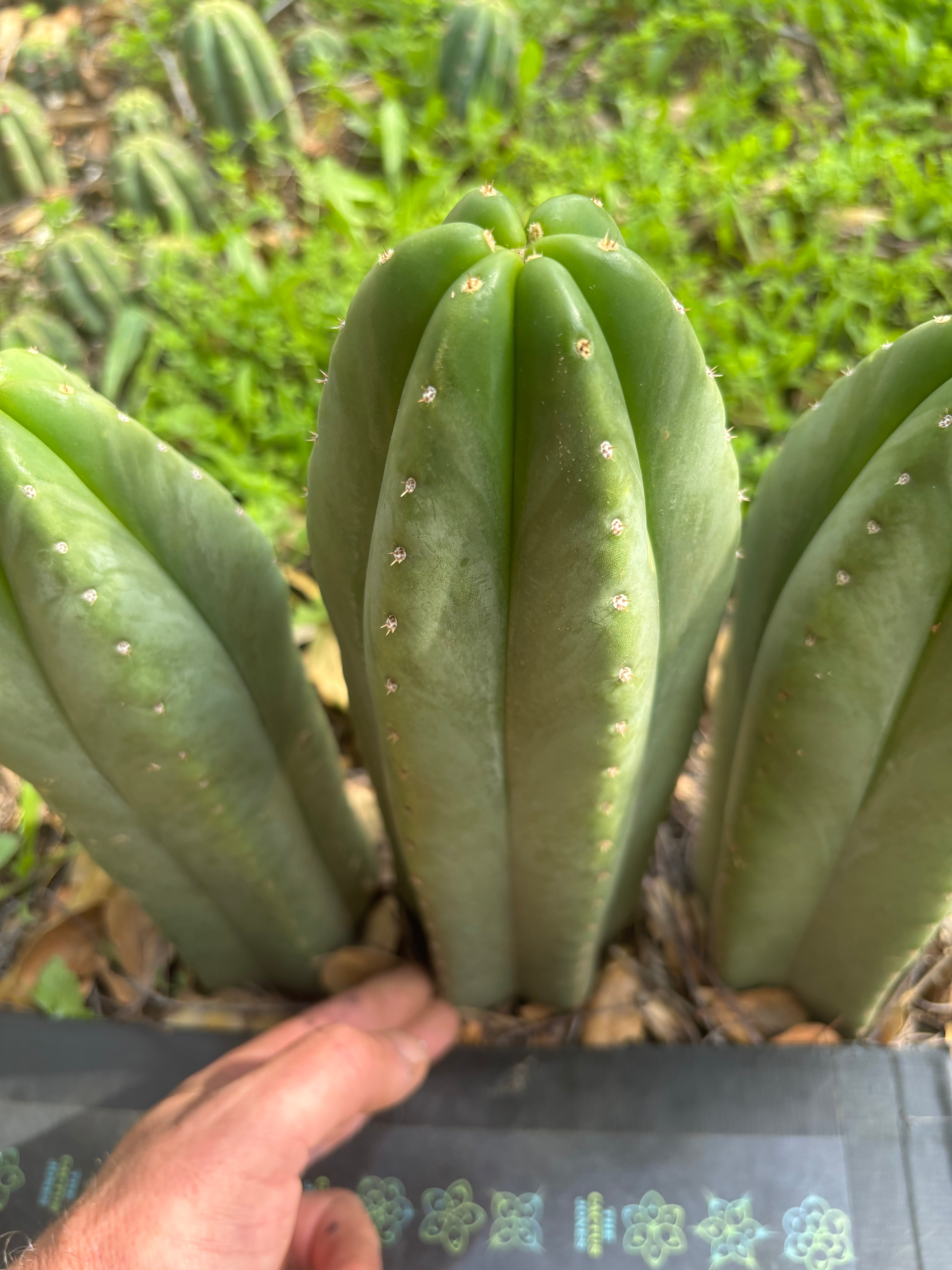 👑🌶️ Scop A — Fully Rooted 13”