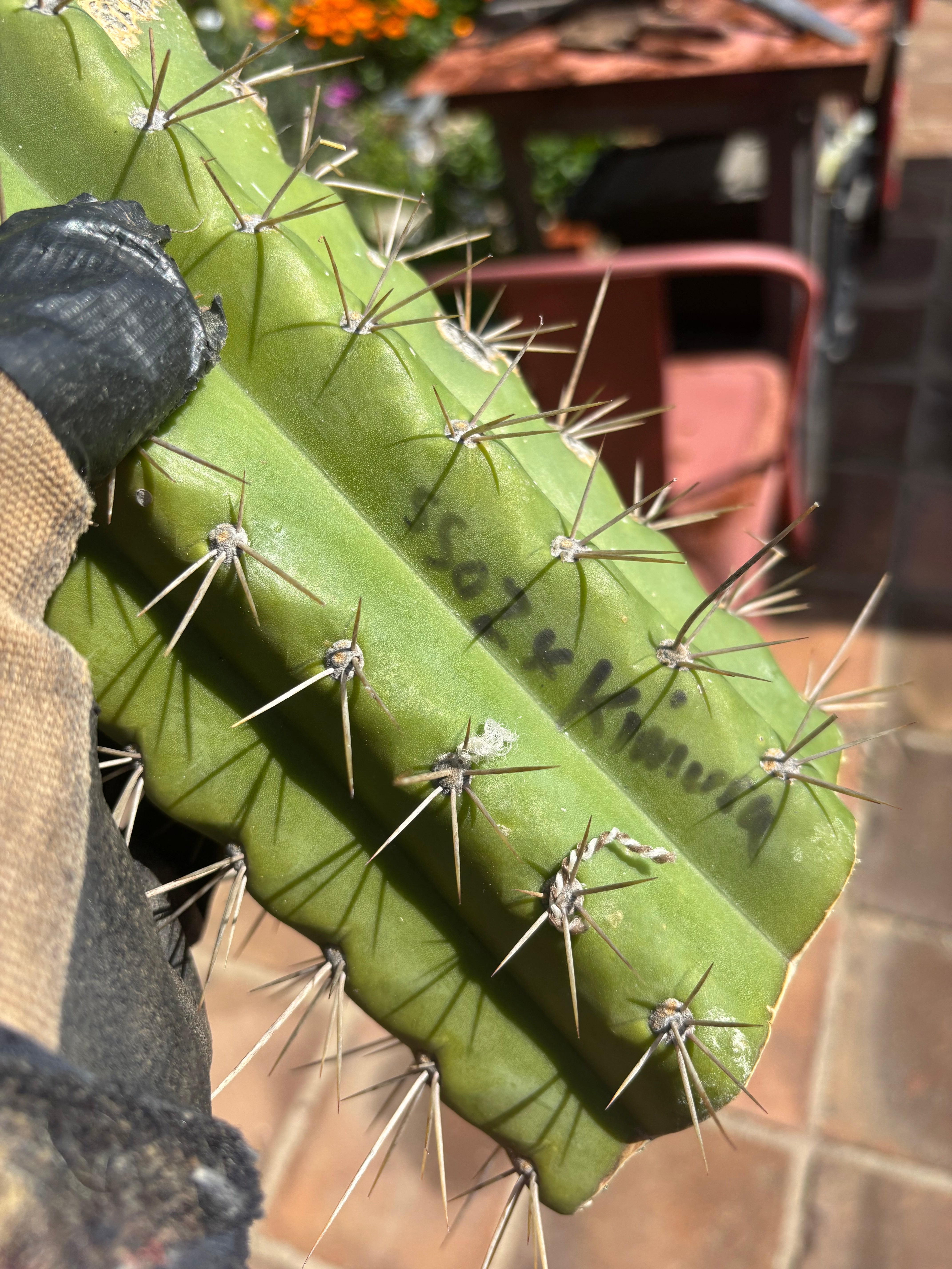 🌶️ SS02 x Kimura’s Spiny Giant   — Massive NOTCHY 14” Mid