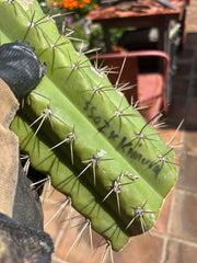 🌶️ SS02 x Kimura’s Spiny Giant   — Massive NOTCHY 14” Mid
