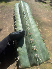 💎🌶️ Fields x SS02 — MASSIVE 14” Tip