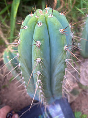 💎👑🌶️ CGG —  Another 12” Melon