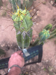 👑💎🌶️  CSD — Large Tip Graft