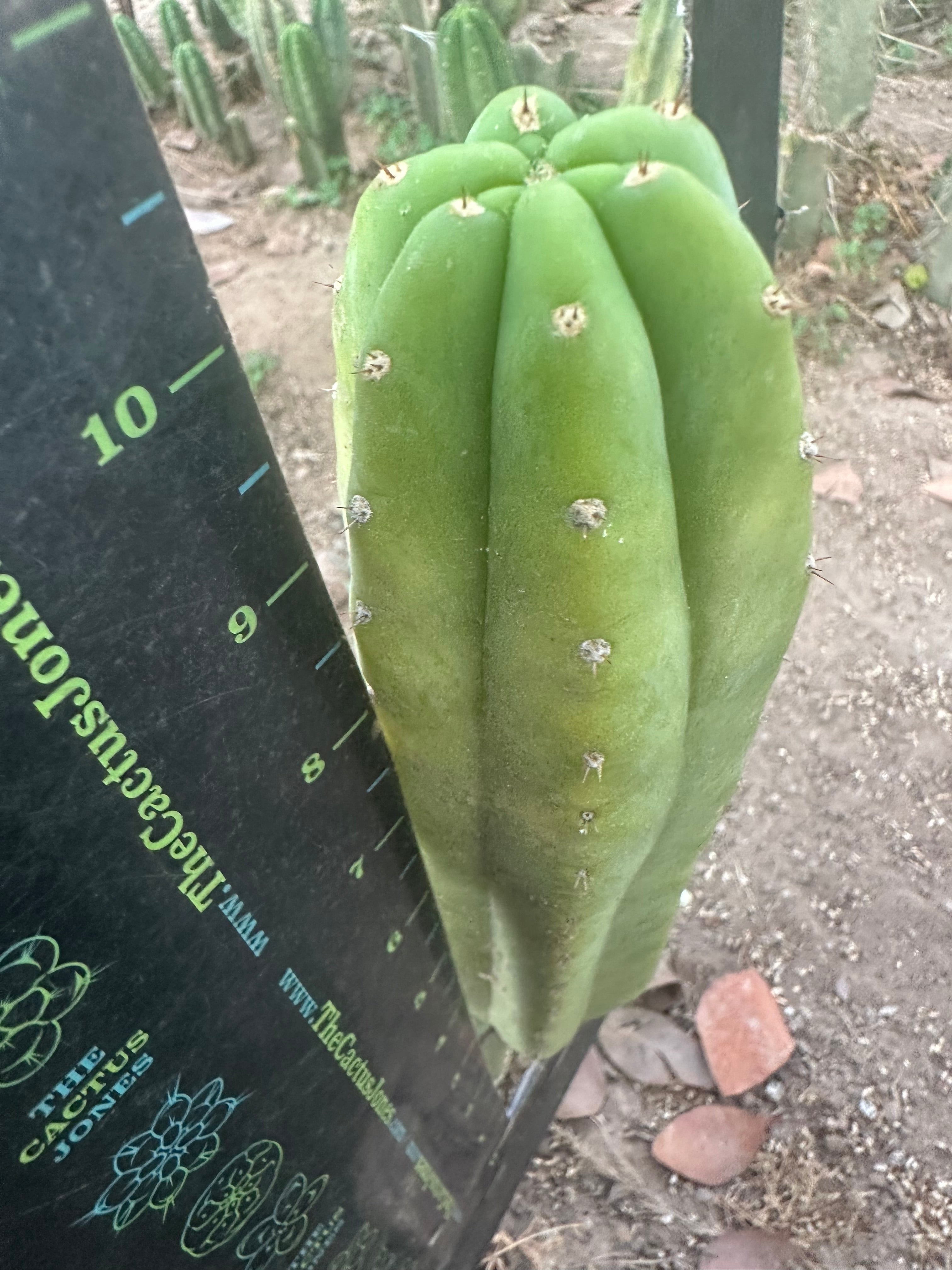 👑🌶️ Quito Q — 10” Pup
