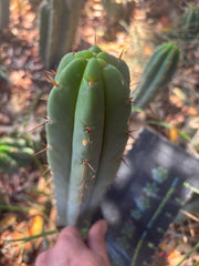 👑🌶️🌶️ Pala — Another 9” Tip