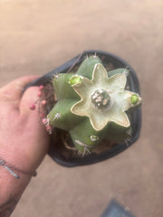 💎👑💎 SCB  — Pup Graft on Rooted PC