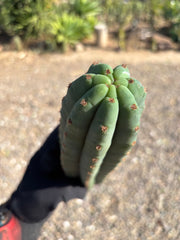 💎👑🌶️ Pierre — 13” Tip