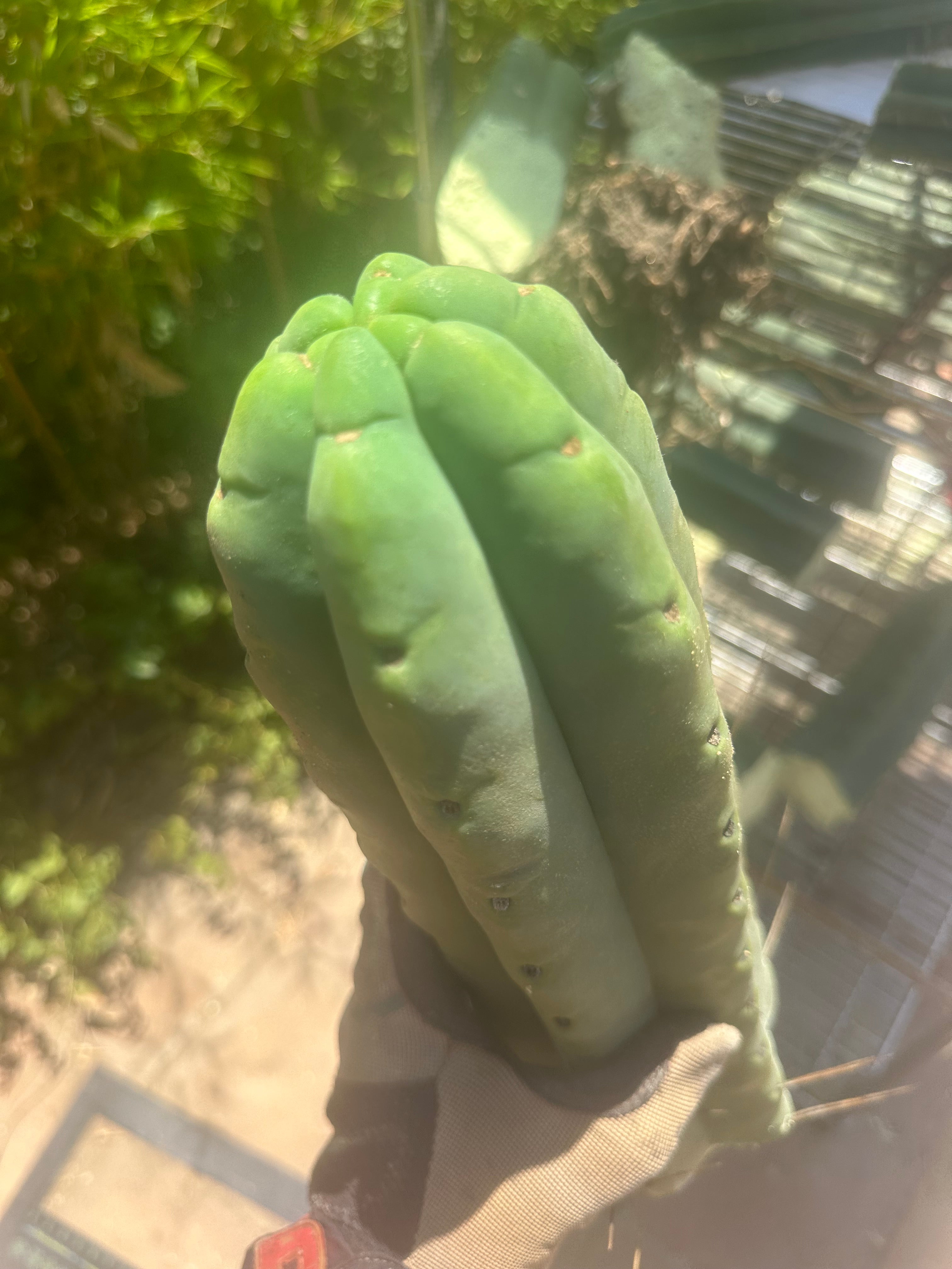 Custom listing L. Turner — 👑🌶️🌶️ Eileen — Max Thickness 14”