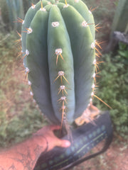 💎👑🌶️ CGG — MASSIVE 17” Melon