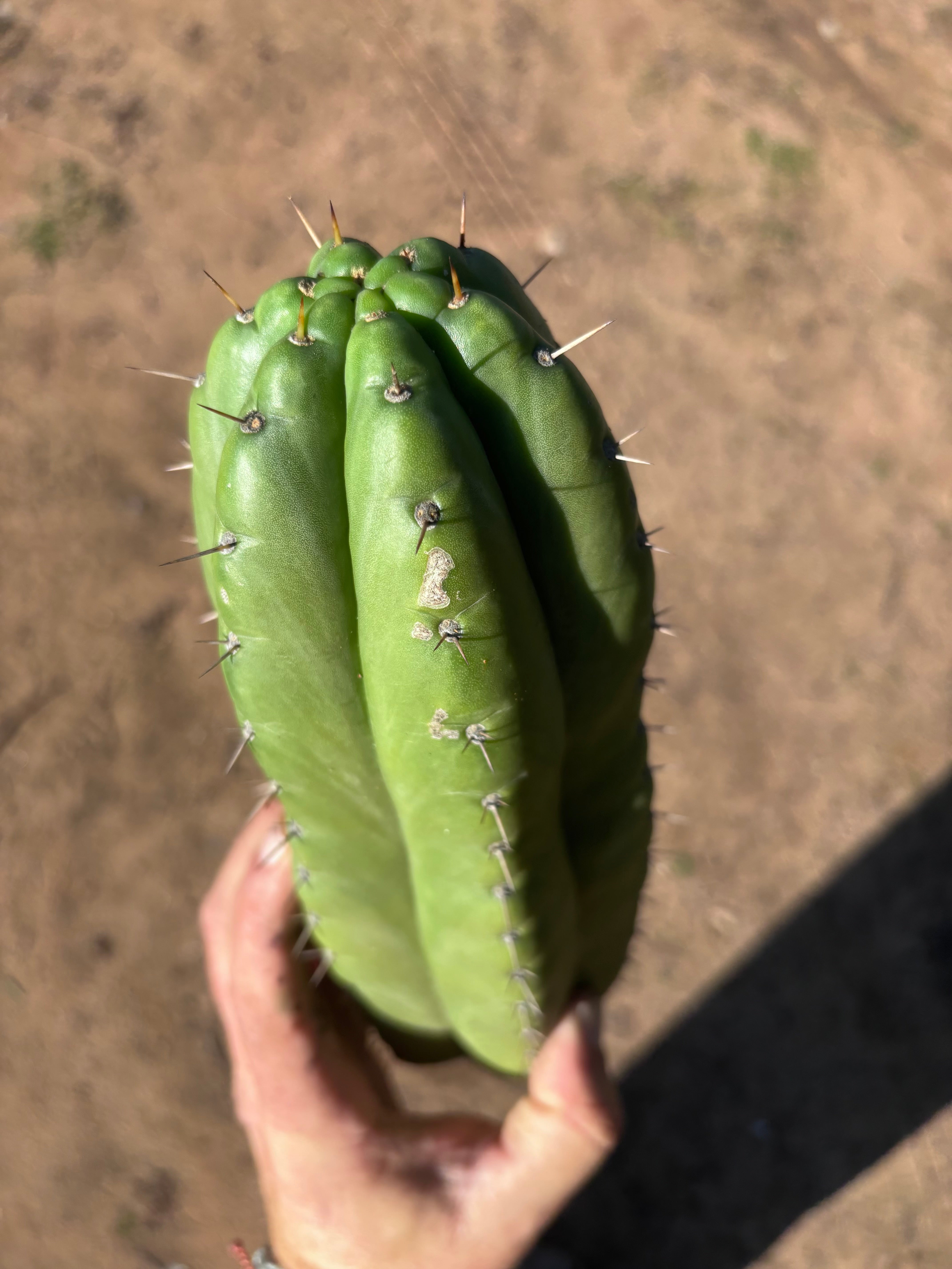 👑🌶️ Huarazensis — 10” Chonk Tip