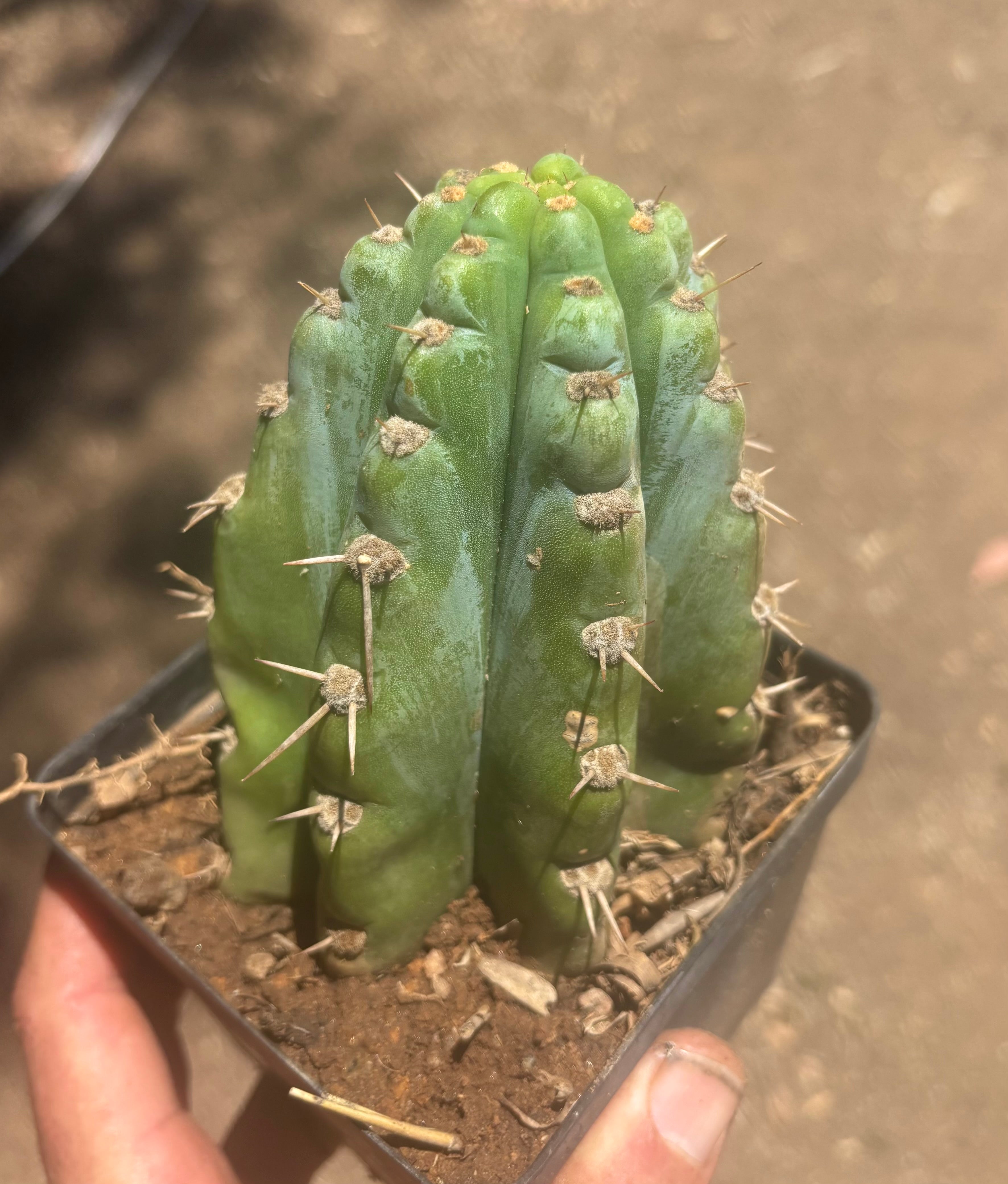 👑 TSSBP — Rooted Tip
