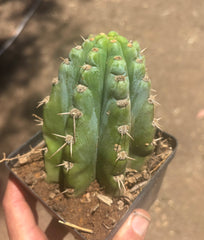 👑 TSSBP — Rooted Tip