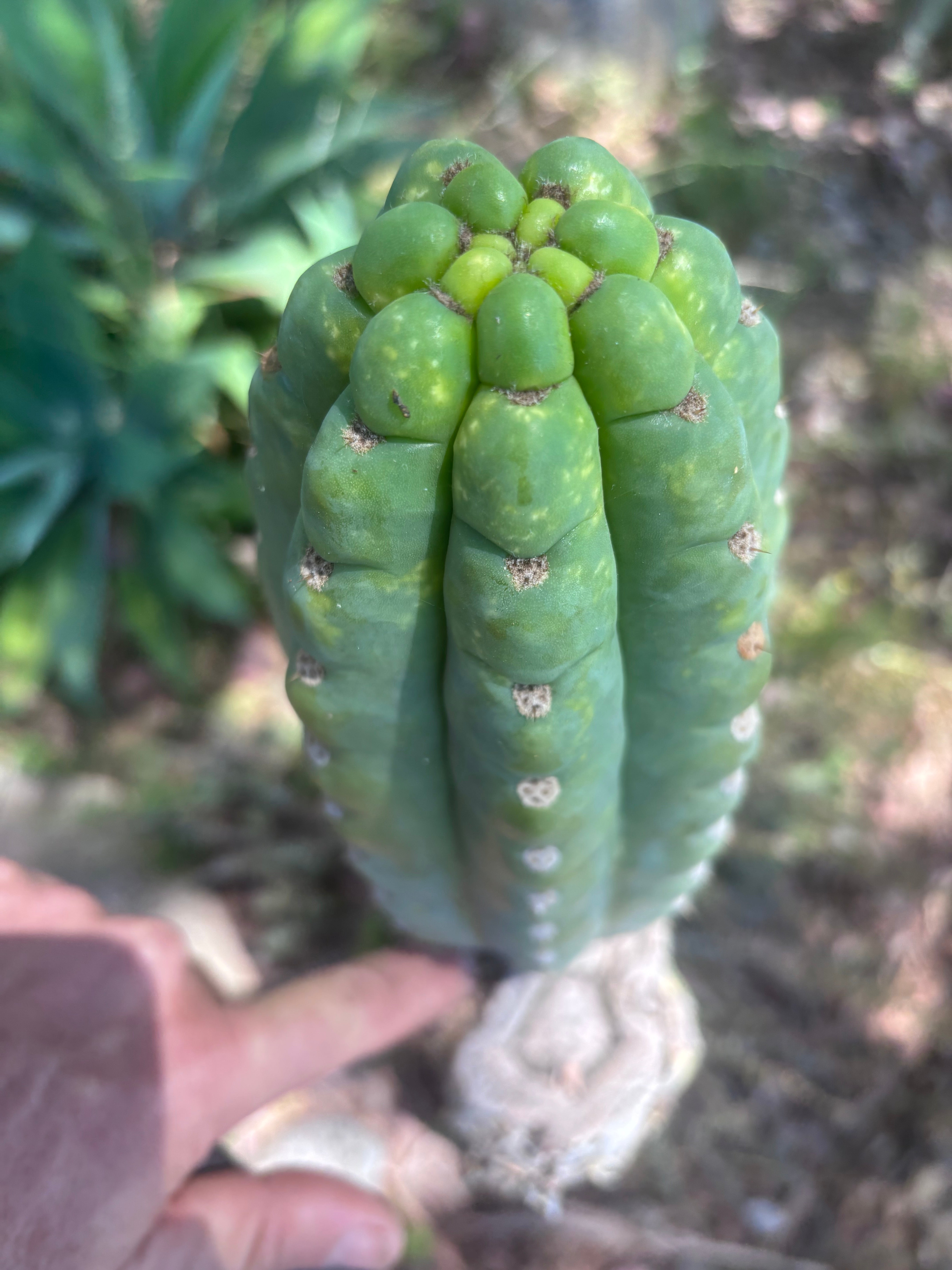 💎👑🌶️ Ichoca — BEEFY 9” Pup