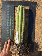 🌶️ Tipz x Super Pedro — 14” Fully Rooted Stump