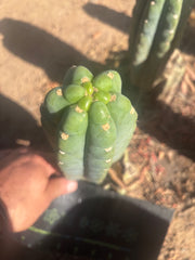 👑🌶️  Ichoca — Flawless 8” Pup