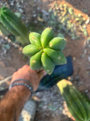 👑🌶️🌶️ Landfill — Thick 11” Tip