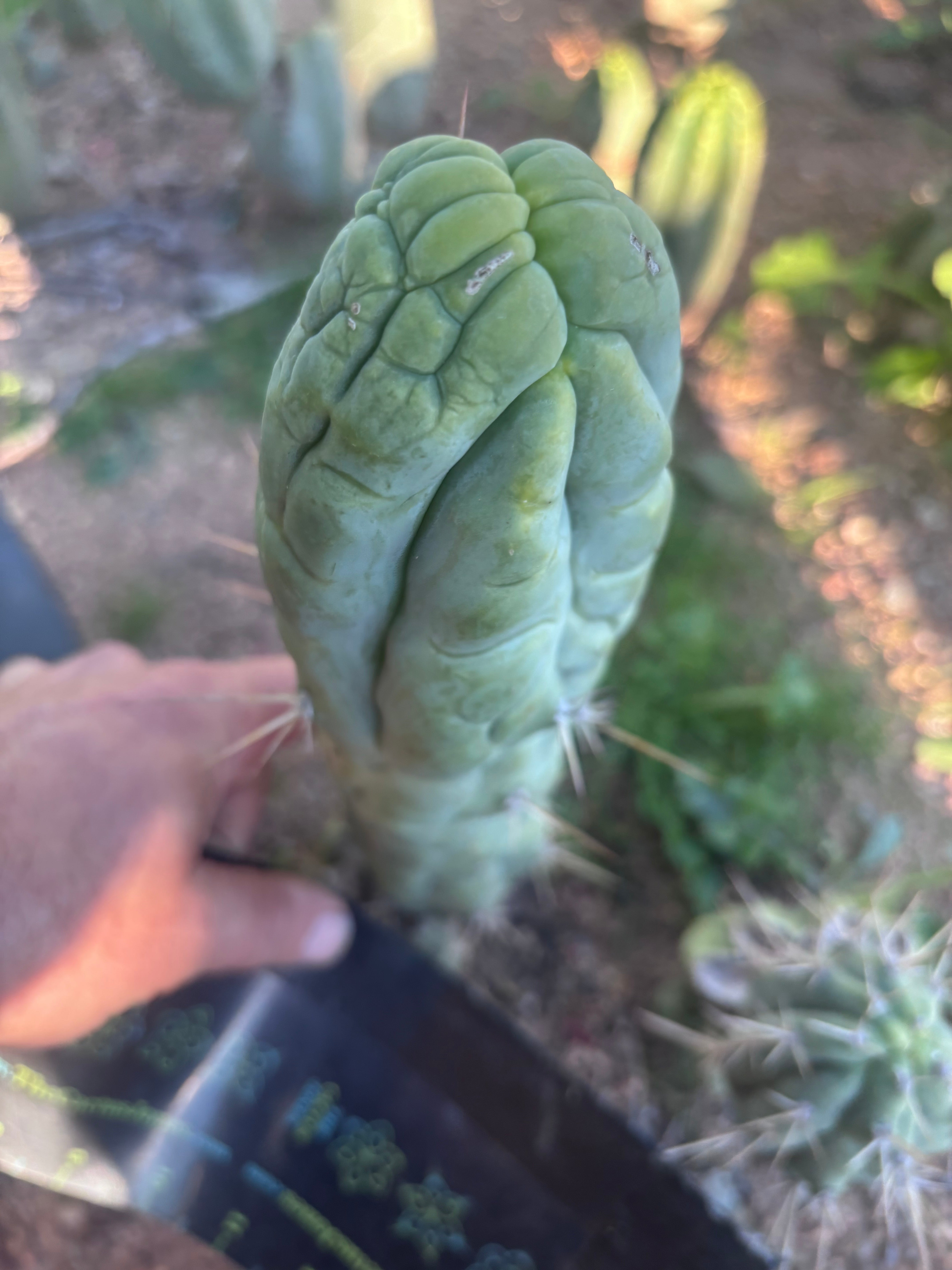 💎👑 Bruce’s Dragon — 8” Tip