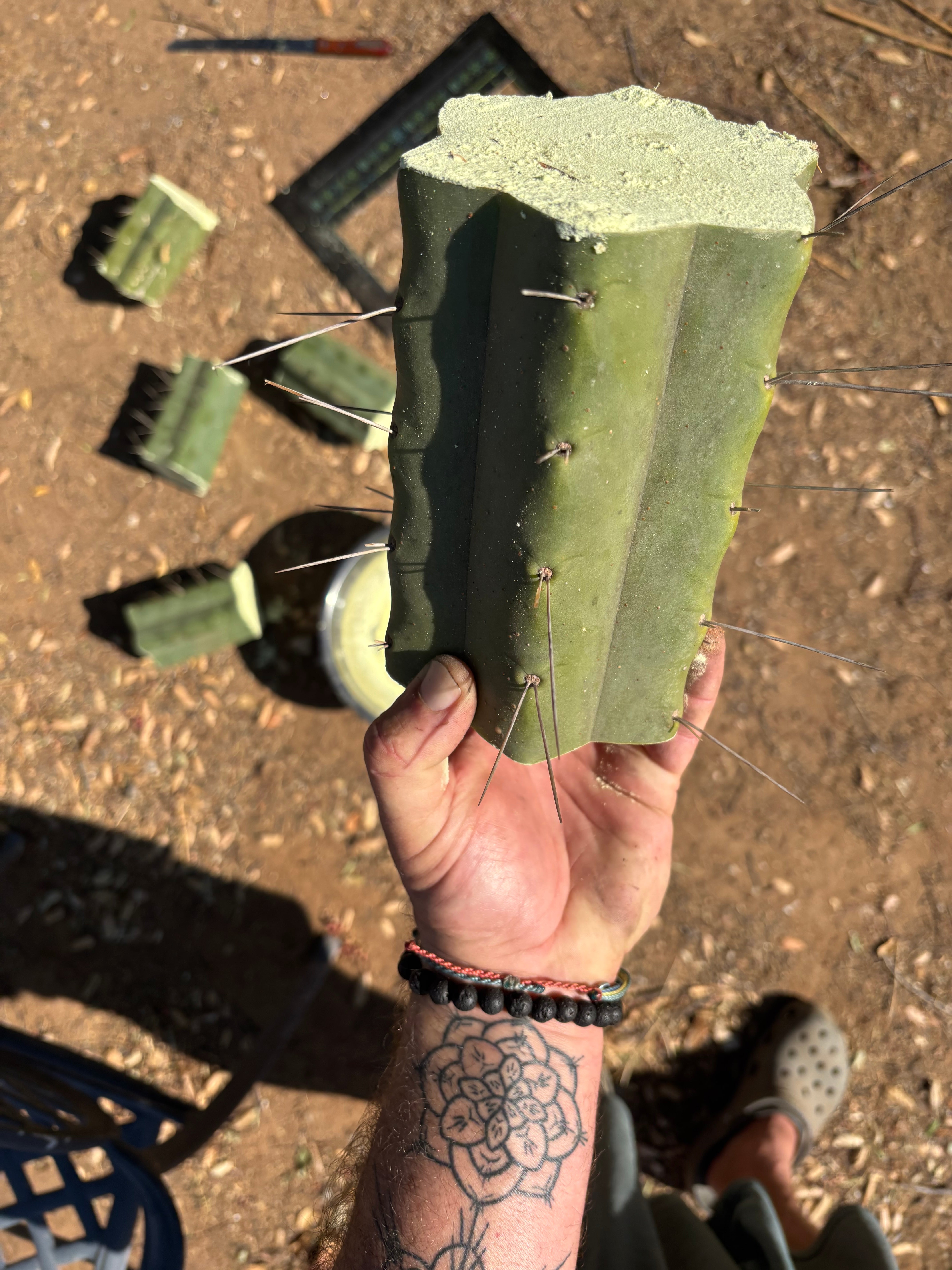 👑🌶️🌶️ Eileen — 7” Mega Mids