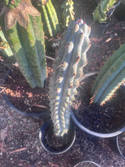 💎 Stenocereus Beneckei — XL 21” Fully Rooted