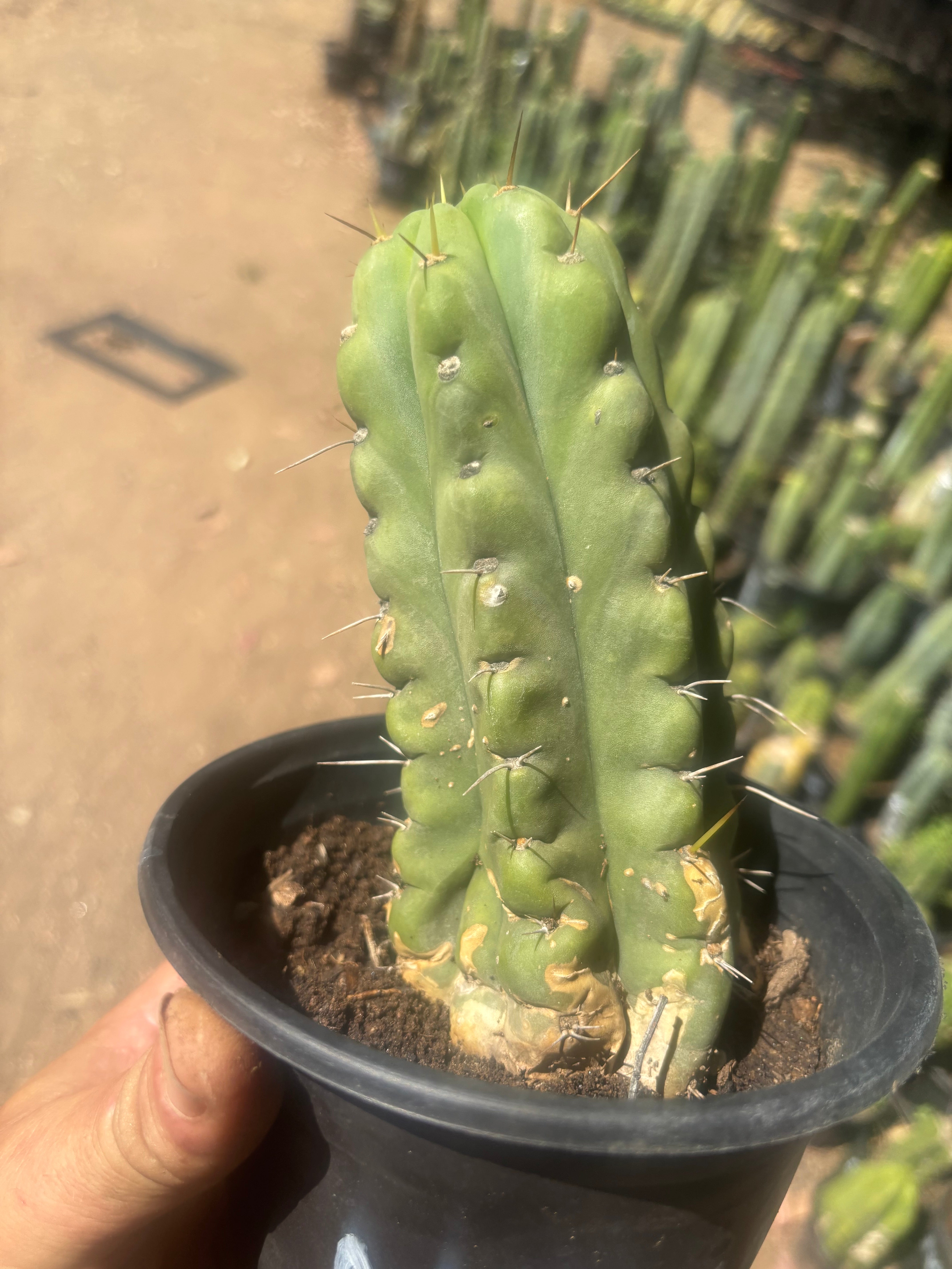 💎💎🌶️🌶️ NOM — Rooted 8” Pup