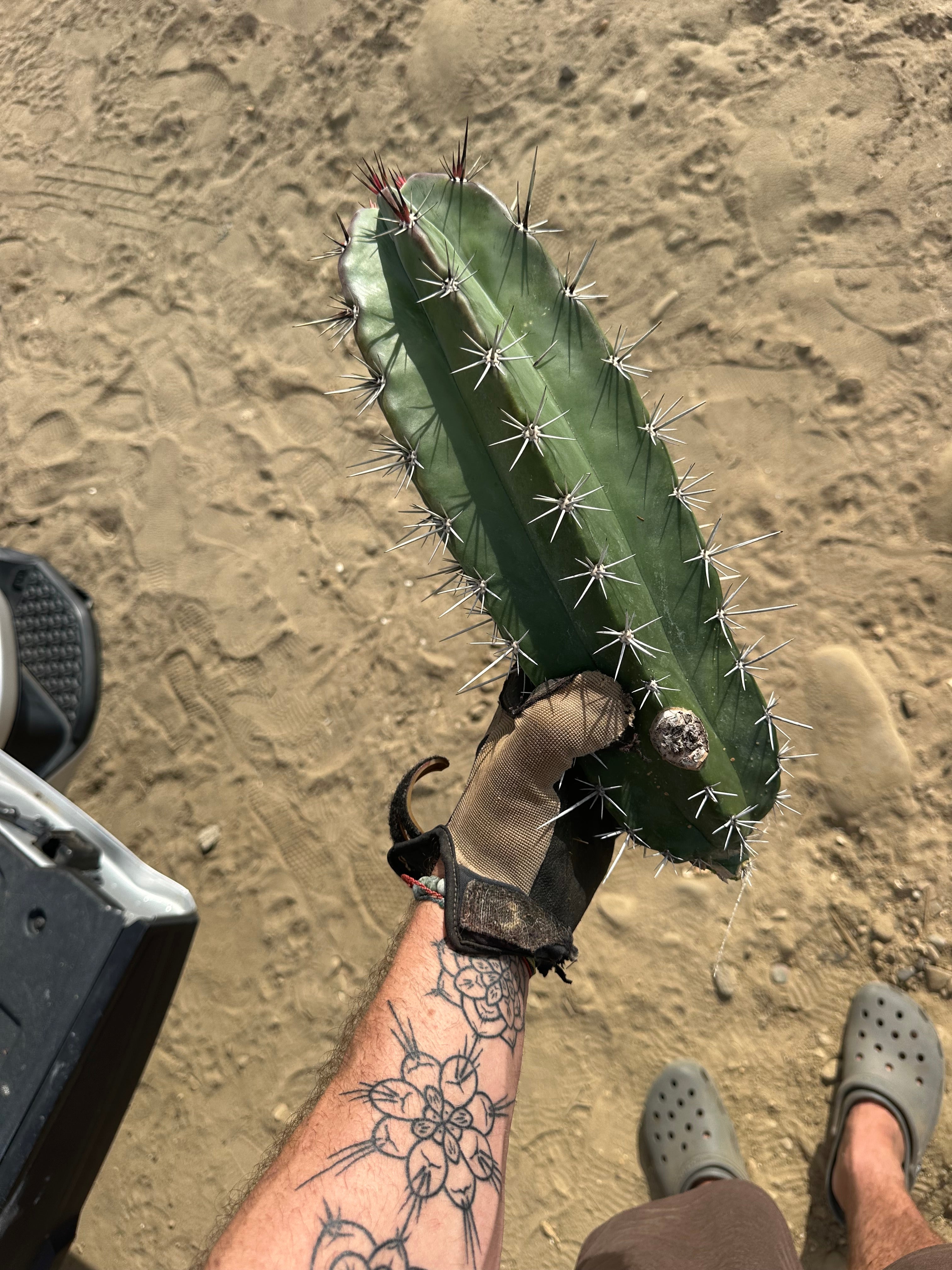 Stenocereus Huasticorum — XL 15” Pup